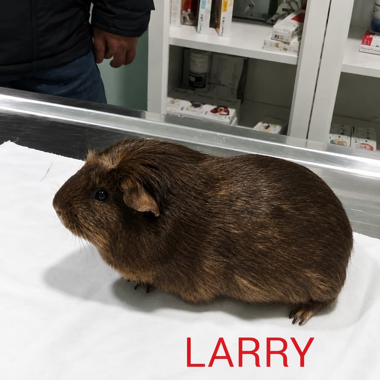 Cobaya sobre la mesa de consulta del veterinario en Arteixo