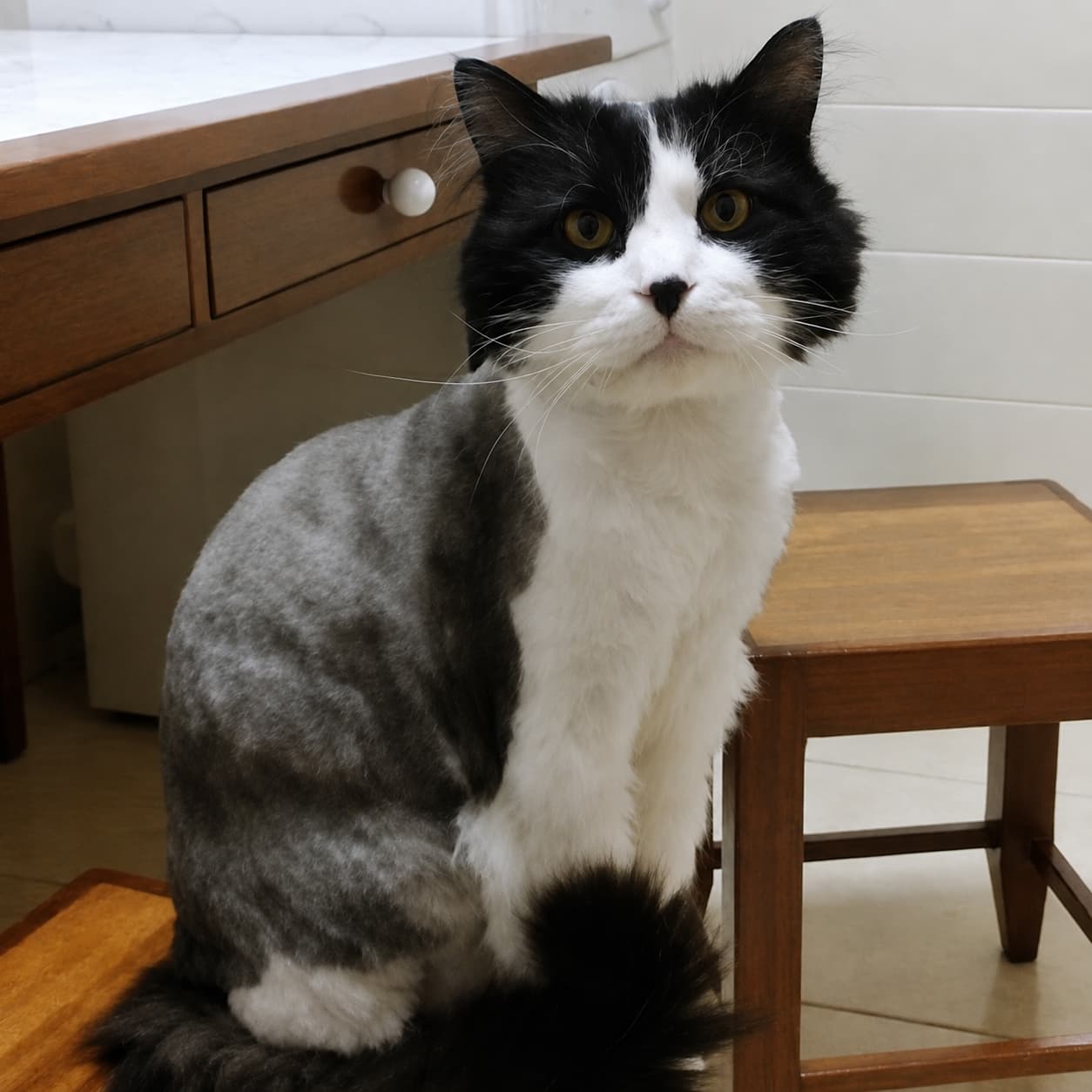 Gato tras el servicio de peluquería felina en Arteixo