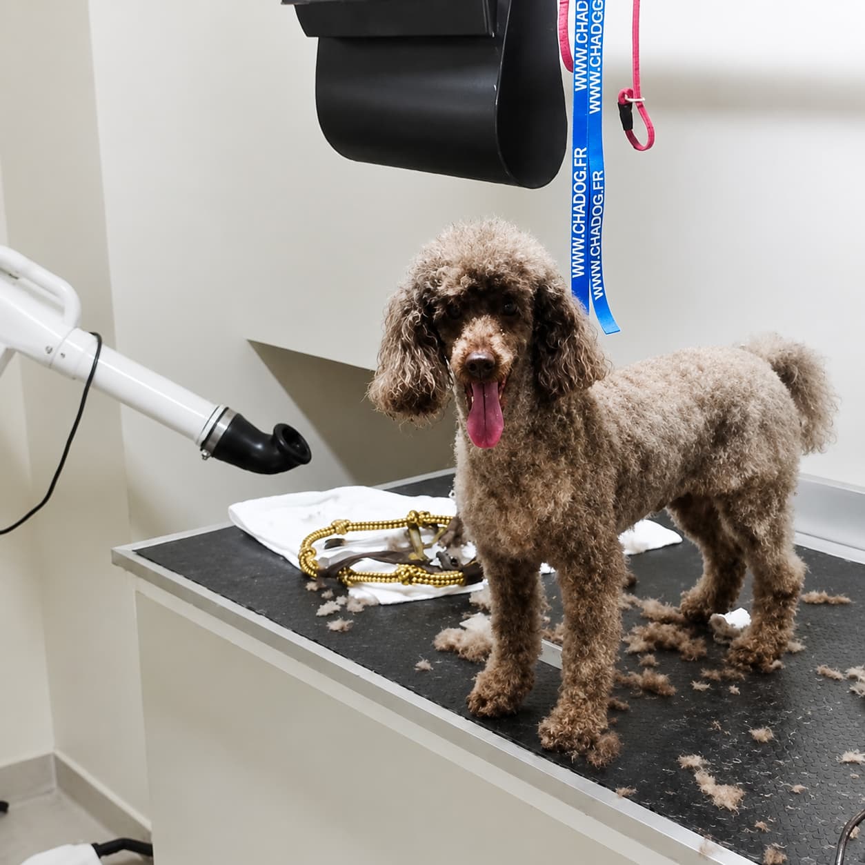 Caniche durante una sesión de peluquería canina en Arteixo