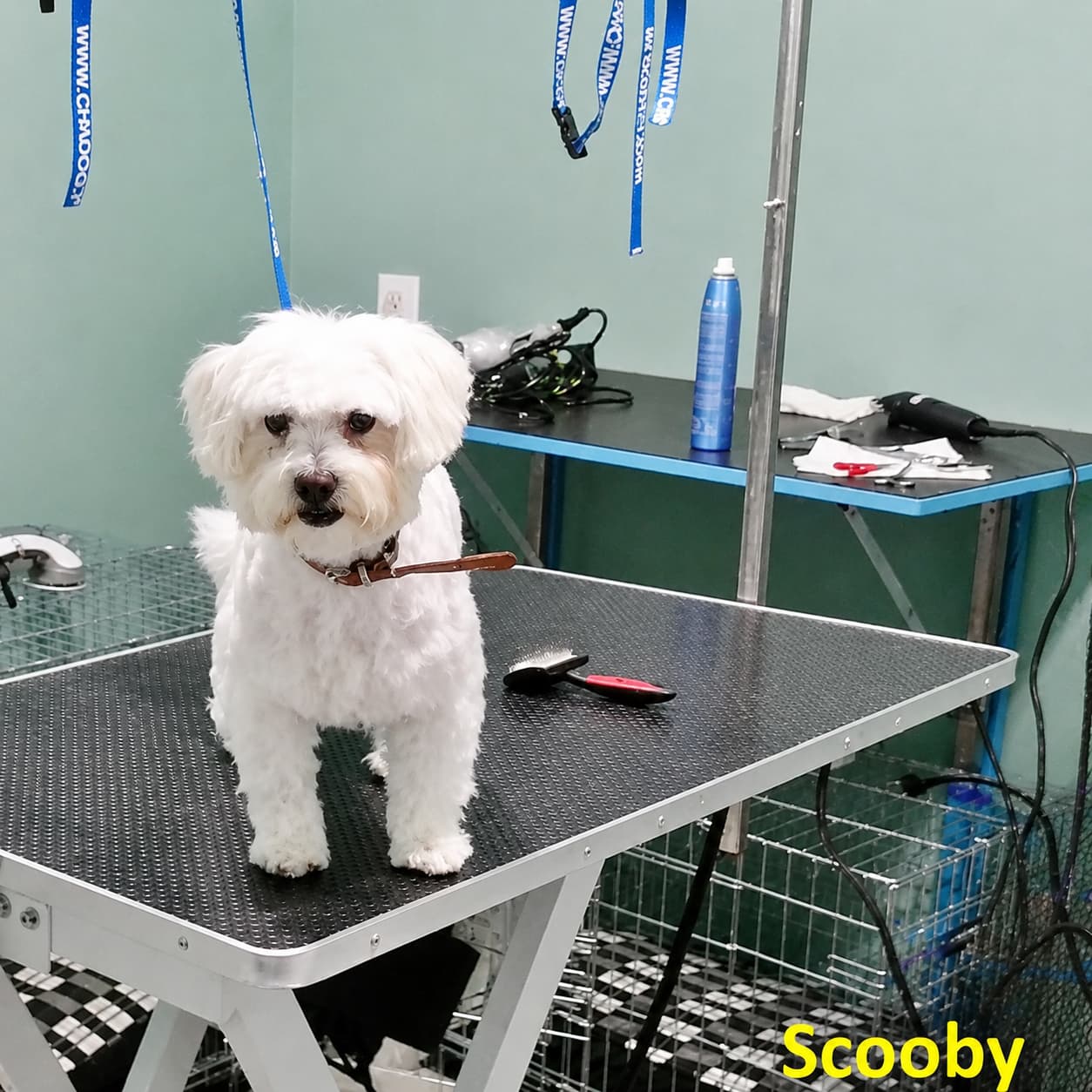 Perro blanco sobre la mesa de peluquería del consultorio veterinario en Arteixo