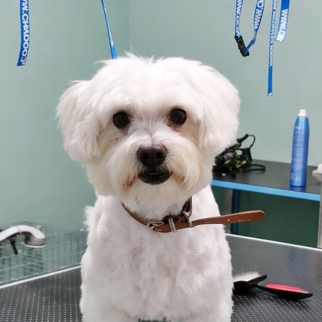 Perro atendido por los veterinarios en Arteixo antes de una visita a domicilio