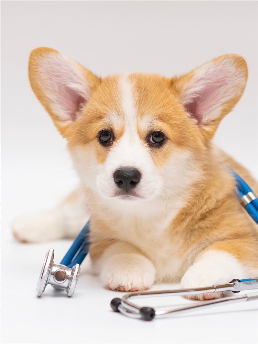 Cachorro con un fonendoscopio en los servicios veterinarios en Arteixo