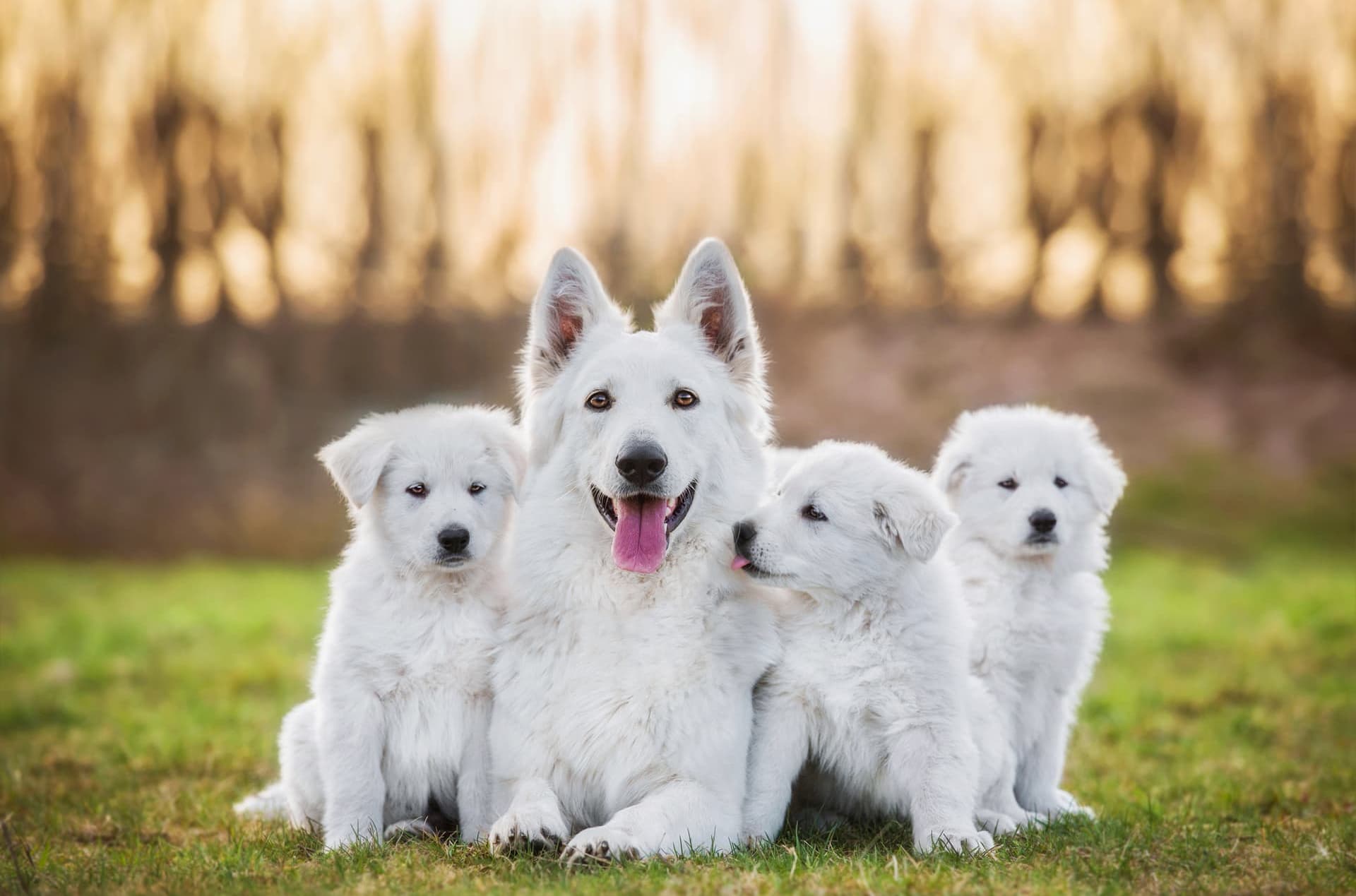 Perros en un parque.