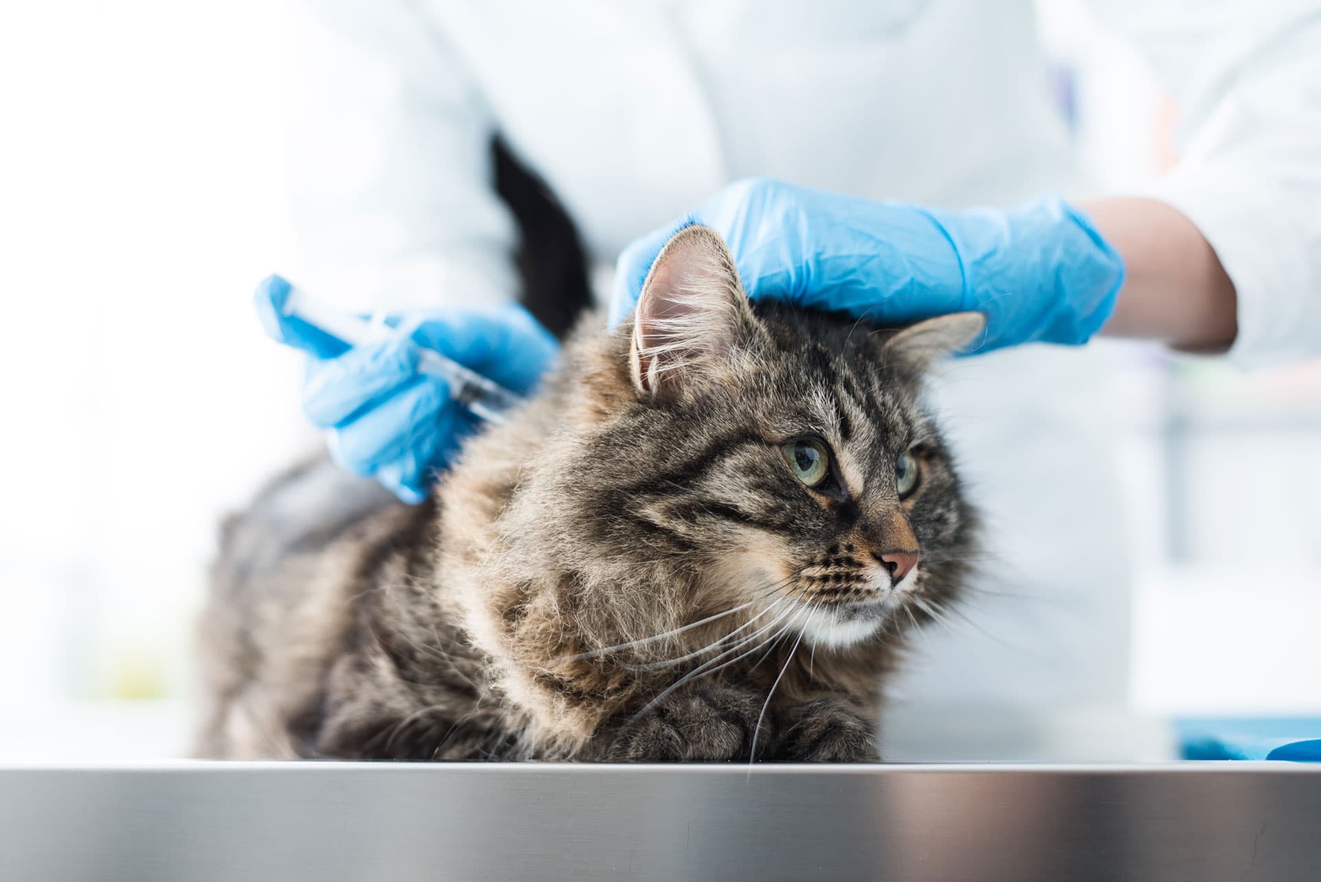 Veterinario con un gato